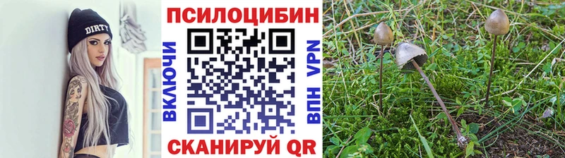 Купить где  Павловский Посад  Псилоцибиновые грибы MAGIC MUSHROOMS 